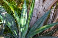 Green blue Agave plants palm palms Aloe Vera plant Mexico