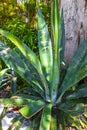 Green blue Agave plants palm palms Aloe Vera plant Mexico