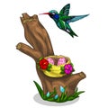 Green-blue bird Hummingbird and it nest with eggs Royalty Free Stock Photo