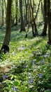 Fresh aged forest and spring bloom