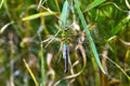 Green and Blue Darner Dragonfly holding grass Royalty Free Stock Photo