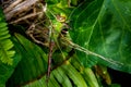 The Green and Blue Emperor Dragonfly Royalty Free Stock Photo