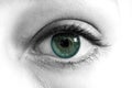 Green Blue Eye Macro B&W Royalty Free Stock Photo