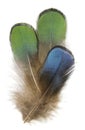 Green and blue fluffy peacock feather. Isolated picture.