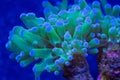 Green and Blue Frogspawn Euphyllia Coral Underwater