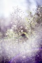 Green and blue grass and flowers. Sunset, August. Walking in the meadow. Royalty Free Stock Photo