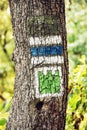 Green and blue hiking signs on the tree