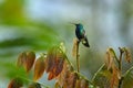 Green and blue Hummingbird Black-throated Mango, Anthracothorax nigricollis, sitting on the green vegetation in the tropic forest