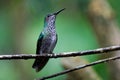 Green and speckled hummingbird