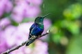 Green and blue hummingbird Sparkling Violetear flying next to beautiful yelow flower.