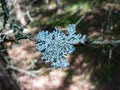 Green blue lichen stack tree branch detail