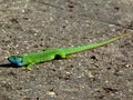 Green and blue male European lizard, Latin name Lacerta Viridis