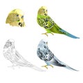 Green and blue parakeet Budgerigar, home pet , pet parakeet or budgie or shell parakeet with outline on a white background