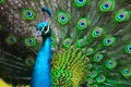 green and blue peacock background Royalty Free Stock Photo