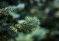 Green blue prickly branches of a evergreen fir tree. Blue spruce, green spruce or Colorado spruce. Christmas background. Selective Royalty Free Stock Photo