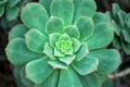 Green-blue succulent with a pinkish border around the edges