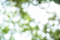 Green and blue summer bokeh for background. bokeh of tree and Pastel Green Bokeh Background. Blurred photo.