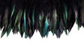 Green, blue and turquoise cock`s feathers isolated