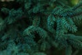 Green volumetric small needles on branches of coniferous Siberian spruce tree