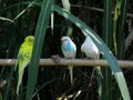 Colorful Little Parrots Royalty Free Stock Photo