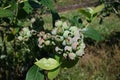 Green Blueberries