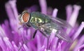 Green bluebottle fly sitting on thistle Royalty Free Stock Photo