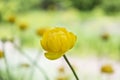Colorful yellow single globe-flower with green leaves. Green blured grass. Royalty Free Stock Photo