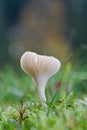 White autumnal wild mushroom in grass and moss with sunlight glow. Growing on meadow.