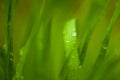 Green blurred background with grass. Water droplets on leaves. Green leaf with water drops for background. Selective focus Royalty Free Stock Photo