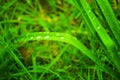 Green blurred background with grass. Water droplets on leaves. Green leaf with water drops for background. Selective focus Royalty Free Stock Photo