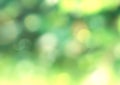 Green blurred foliage background,defocused nature texture,natural summer backdrop Royalty Free Stock Photo
