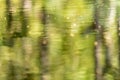 Green blurred forest reflected on a water surface Royalty Free Stock Photo