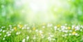Green blurred natural background. Abstract summer defocused backdrop. Meadow with grass and flowers in soft focus. Background for Royalty Free Stock Photo