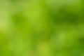 Green blurred natural pointless background for your design Royalty Free Stock Photo