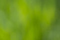 Green blurred pointless background Royalty Free Stock Photo