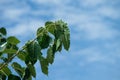 Green bo leaf Royalty Free Stock Photo