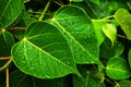 Green bo leaf after raining day. Royalty Free Stock Photo