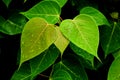 Green bo leaf after raining day. Royalty Free Stock Photo