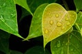 Green bo leaf after raining day. Royalty Free Stock Photo