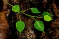 Green bo leaf on tree root after raining day. Royalty Free Stock Photo