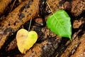 Green bo leaf on tree root after raining day. Royalty Free Stock Photo