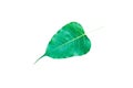 Green Bo leaves, leaves that are important in Buddhism isolate on white