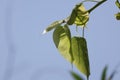 green bodhi leaf background The tree where Lord Buddha passed away Royalty Free Stock Photo