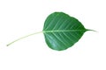 Green Bodhi leaf isolate on white background