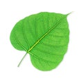 Green bodhi leaf isolated on white background