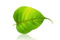 Green bodhi leaf or leaves of buddha isolated