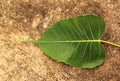 Green Bodhi Leaf Royalty Free Stock Photo