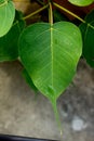 Green bodhi leaf vein on the tree Royalty Free Stock Photo