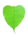 Green bodhi leaf vein on white background Royalty Free Stock Photo