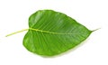 Green bodhi leaf vein Royalty Free Stock Photo